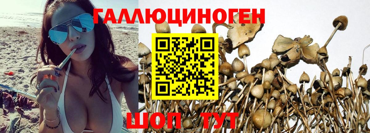 Галлюциногенные грибы GOLDEN TEACHER  Вход с VPN  Магадан 